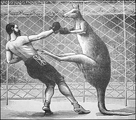 Kangaroo Boxing