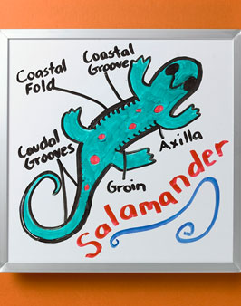 salamander.jpg