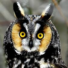 Vox.owl