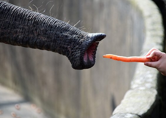 Elephant trunk being fed carrot